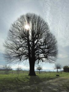 Arbre, Patrice Bouton