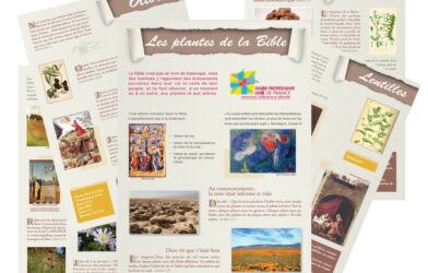 Les Plantes de la Bible – L’exposition