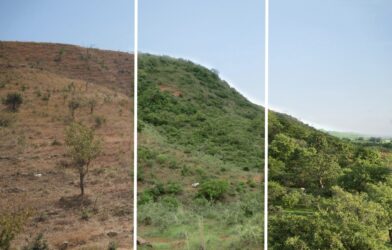 Faire reverdir le Sahel : un objectif réaliste