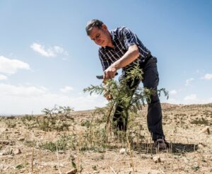 Tony Rinaudo élague un arbuste selon la méthode RNA